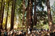 Wedding in Santa Lucia Preserve redwood grove in Carmel Valley.